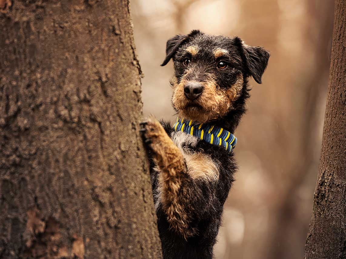 Jagdterrier Ronny im Wald